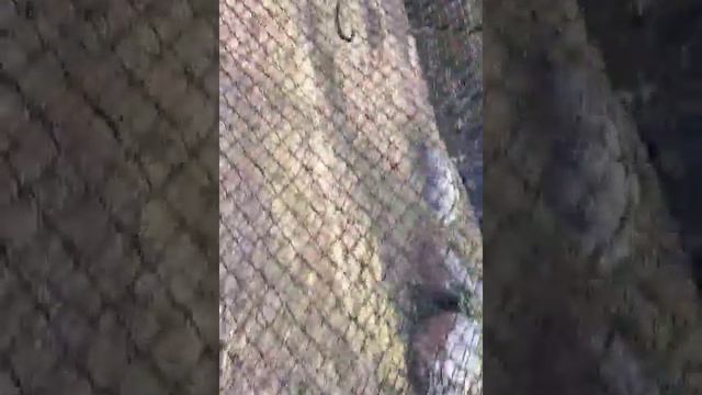 Fearless Jaguar.. Looking for food