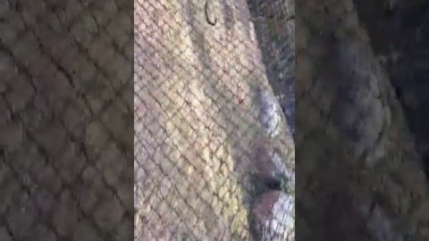 Fearless Jaguar.. Looking for food