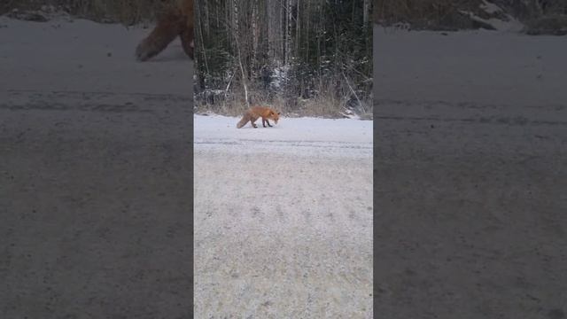 Голодная лиса