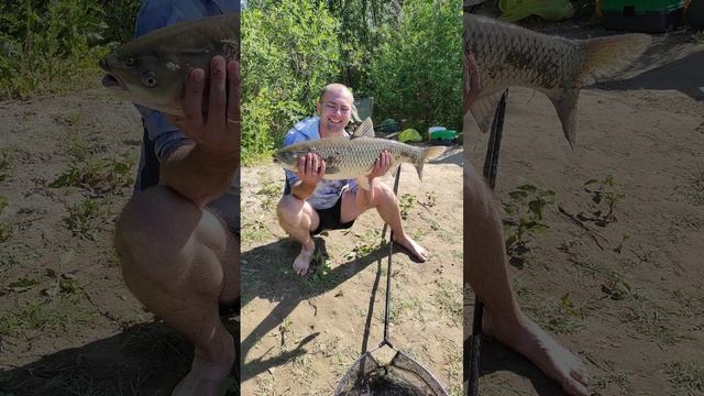 Амуры