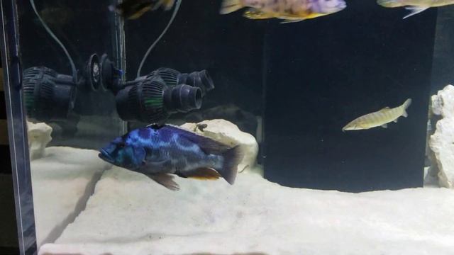 300 gallon african cichlid aquarium