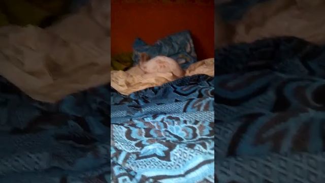 Тесла...  2