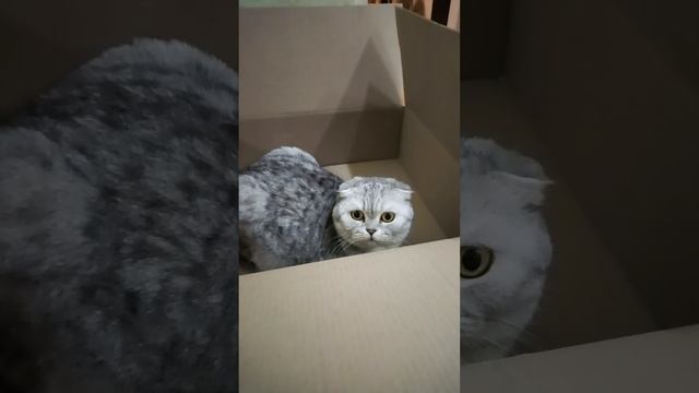 А у вас есть квадроберы
