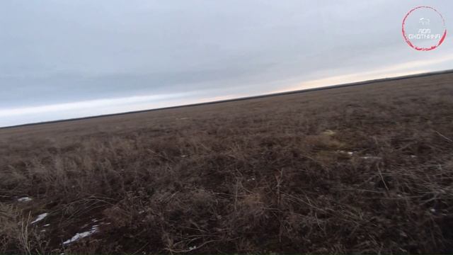 Охота. Зима. 2023г. Заяц