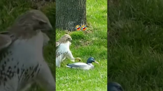 video_oTJhWt7.mp4