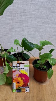 Гербера из семян в квартире