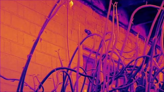 Hummers Engage in a Dogfight?? (✿´‿`)💨👄 Wendy♥ & 🚀RockitNat🚀