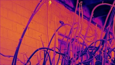 Hummers Engage in a Dogfight?? (✿´‿`)💨👄 Wendy♥ & 🚀RockitNat🚀