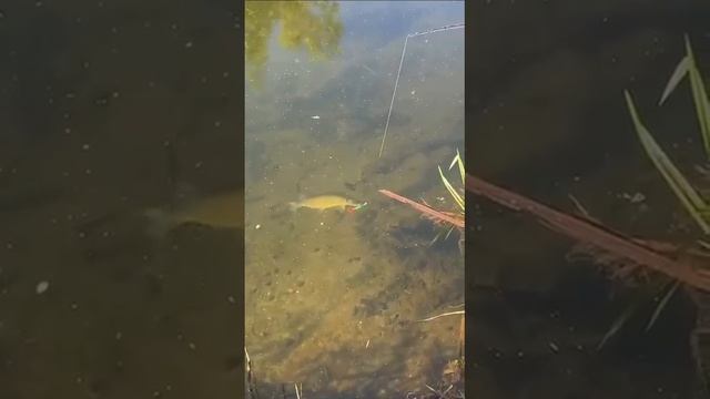 Щука хватает прямо у берега