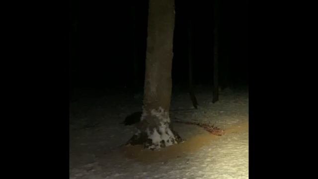 Охота на кабана с вышки