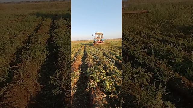 23-10-2024Косим-Картошку