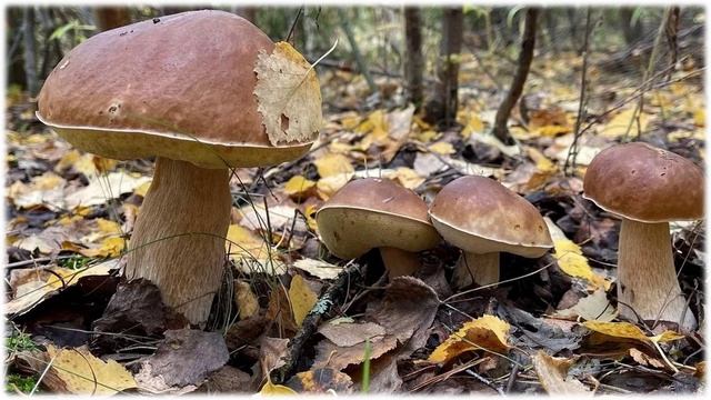 Стихотворение А. Сурков "Грибной дождь"