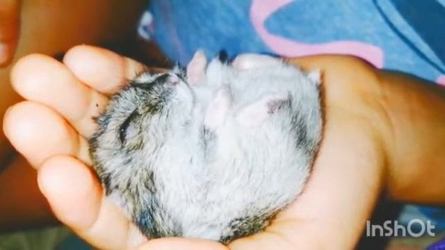Как спит хомяк Тесла🐭