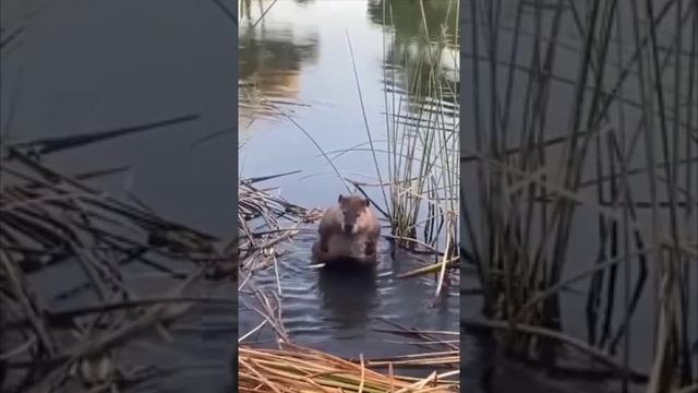 вы только посмотрите какой милаха,только мочалки не хватает 🦫🐹