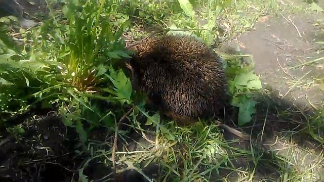 VID 20170525 103149