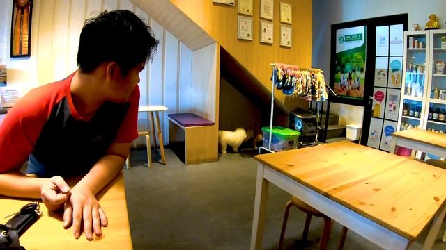 Visit to The Barkbershop to drop off our pets for saloon | Daily life in Jakarta 4K