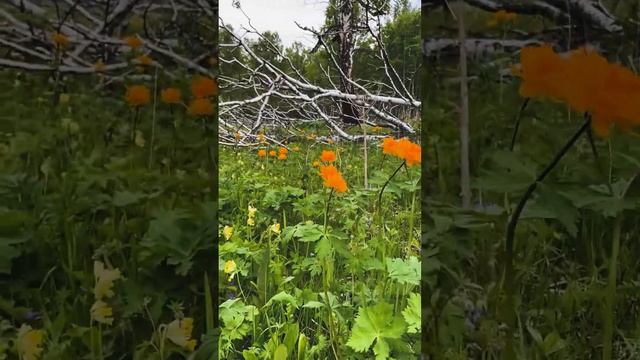 Цветущее лето Хакасии #shorts #природа #туим #siberia
