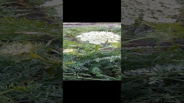 Цветы моркови.