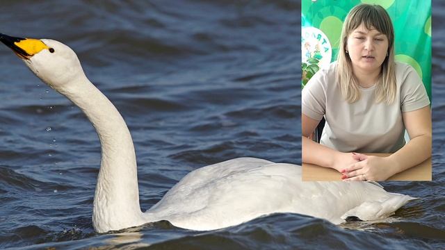 "Я хочу, чтобы лебеди жили"