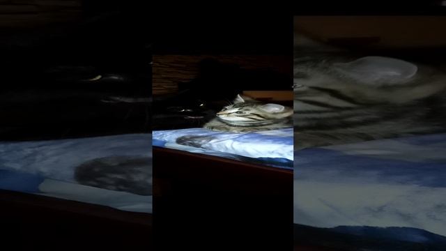 VID_20221026_071937.mp4