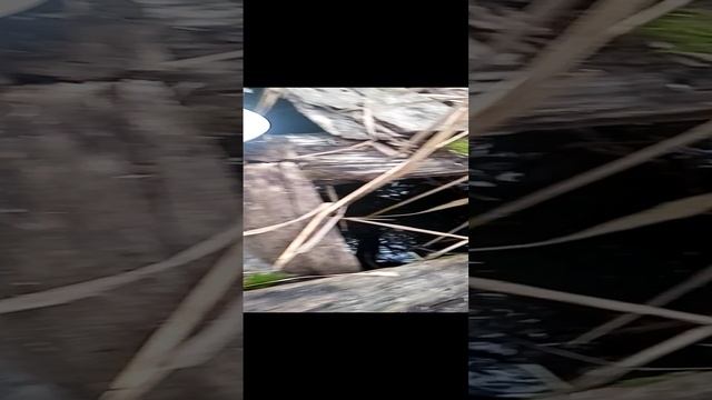 Запускаем молька карпа. В секретный пруд.