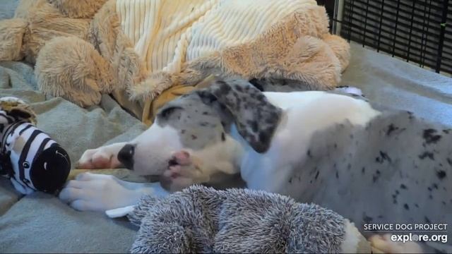 Sandy's Angels Anna noon then Jim siz Bentley b4 4pmish 8172021