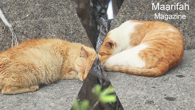 Pet Animal Sleeping | Baby Music Video| Sweet Dreams | Best Sleeping Music Video♫♫