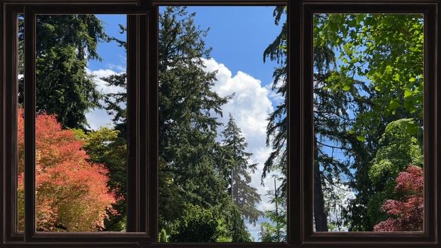 Colored in the Trees - through windows - 10m - 4k HD TV - [Nature Outdoors - Relax Study Meditate]