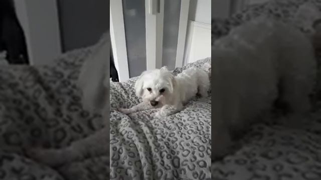 Pretending he doesn't like apple.. Bichon Maltese  😁