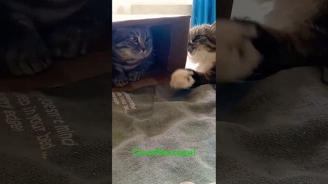 Сеня, выходи! Котики играют.