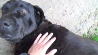 Filip´s Great Dog Aran