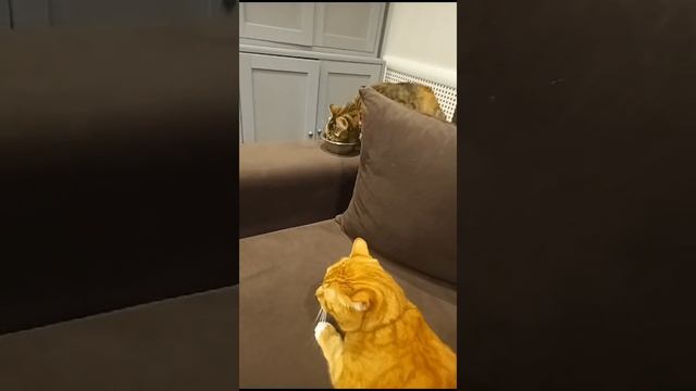 Спартак & Челси.