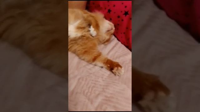 кот на чили