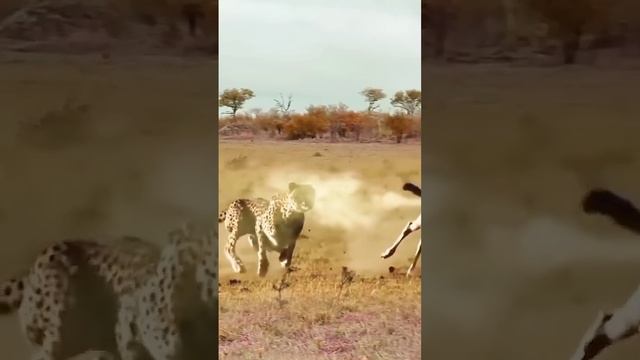 video_nzlkpUz.mp4