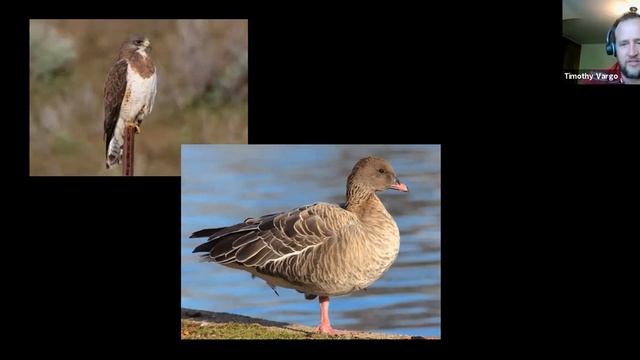 An Ornithologist Goes to the Movies, a Debunking - Backyard Naturalist Lecture Series