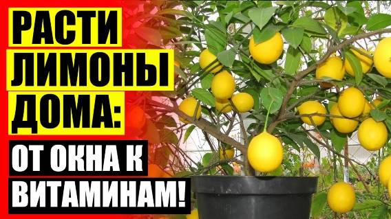 ❗ КАК ВЫРАСТИТЬ ЛИМОН ИЗ САЖЕНЦА