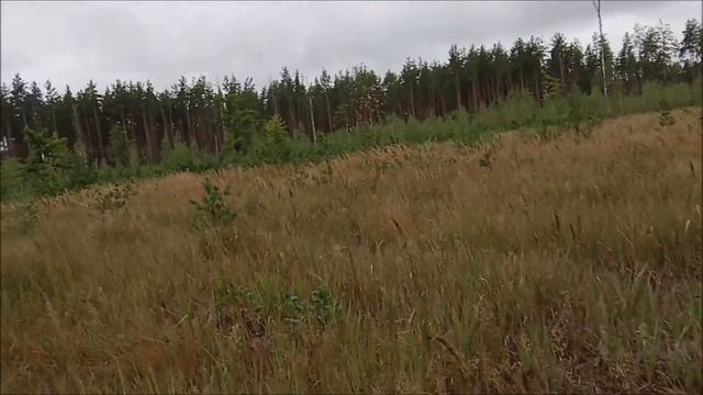 Новые правила техосмотра в 2020 году.  Заготовка дров.