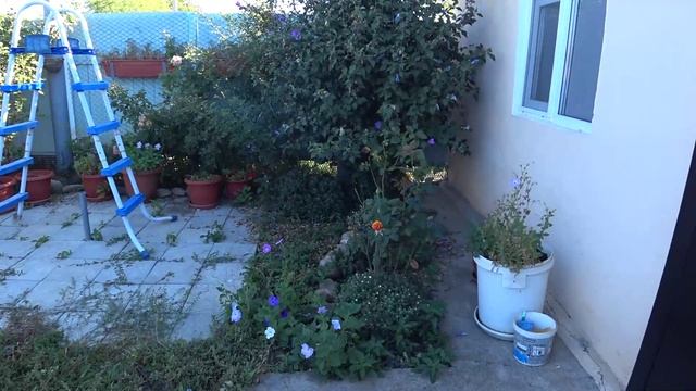 Вместо травы виноград 🍇Взошла горчица🌿Прилетела красная тля🐜Жизнь на Кубани🏡