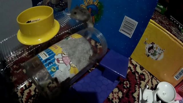 Полоса препятствий #2. Пройдёт ли Черри это испытание??? Давайте узнаем!