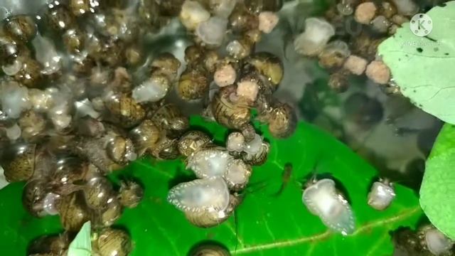 HOW TO HATCH GOLDEN APPLE SNAILS/GOLDEN KUHOL EGGS || Feeding Time