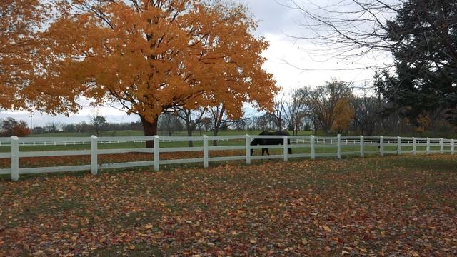 HORSES in AUTUMN - Relaxing 4K Video