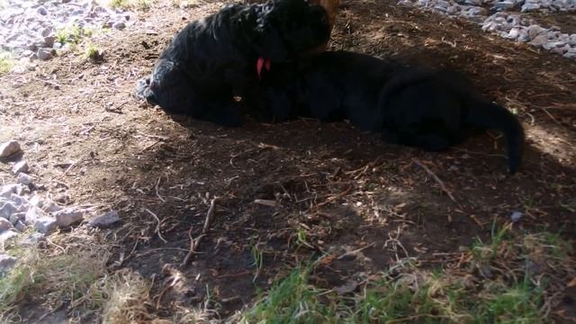 Hummer , Harley Davidson and  Helga (42 days) (2)