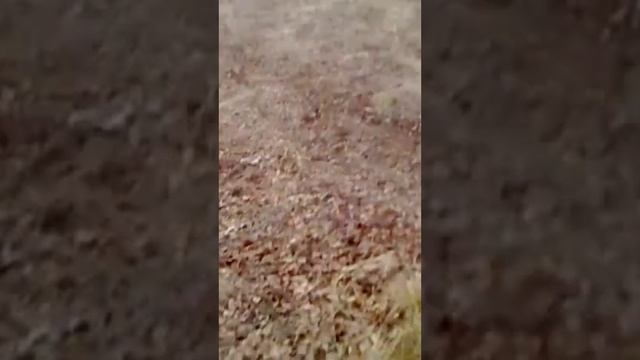 Калька