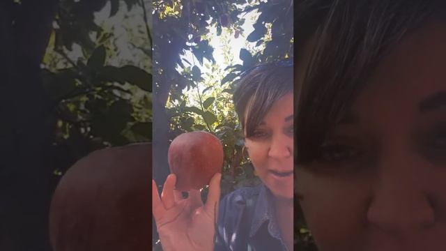 CFP- Red Delicious Apples