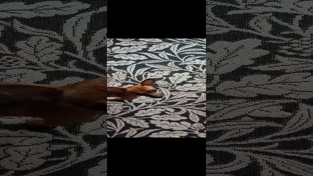 VID20241023113804.mp4