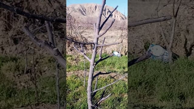 kalat Pakistan Apple trees 🌴🌴 12-02-2024