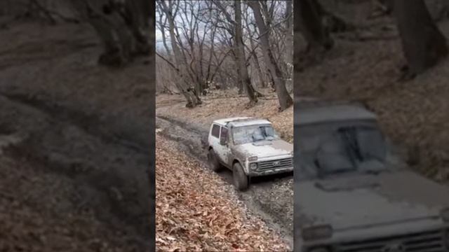 Что выбрать? Конечно нива