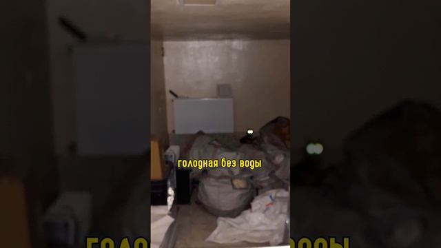 Спасли Кошку со Сломанной Лапкой
