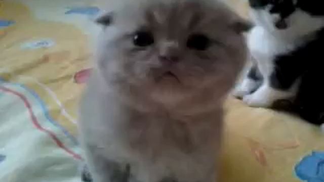 Котята Даны