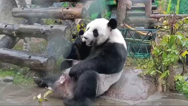 🐼Ни дождь, ни звуки пилы, ни играющий ребёнок рядом не отвлекают панду ДинДин от процесса🐼